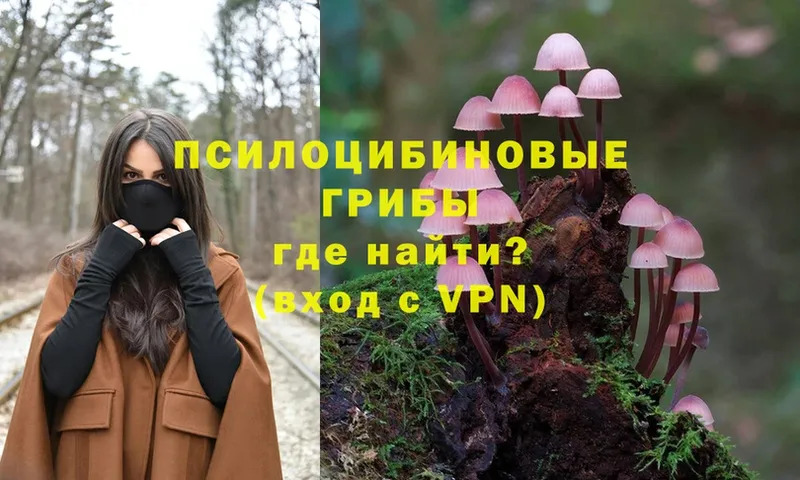 Псилоцибиновые грибы Psilocybe  Людиново 